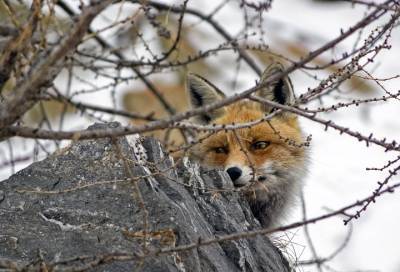 В Петербурге пройдет ежегодный мониторинг диких животных