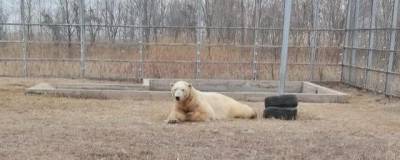В Новосибирском зоопарке рассказали о судьбе белого медведя Ростика - runews24.ru - Новосибирск - Циндао