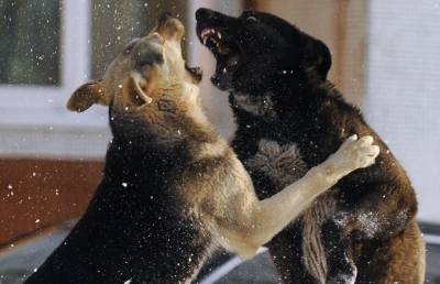 В России на женщину напала стая агрессивных собак – ее спасли Росгвардейцы