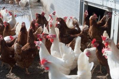 В Нижнетавдинском районе прекращена незаконная деятельность птицефабрики