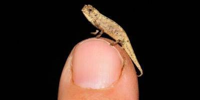 На Мадагаскаре обнаружили самую маленькую рептилию в мире - Brookesia nana, фото - ТЕЛЕГРАФ