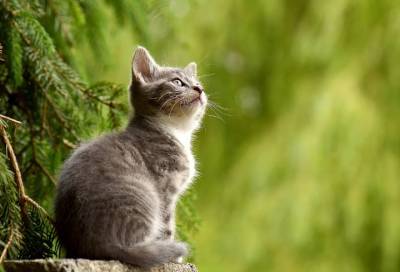 Стало известно, когда в России начнут прививать от аллергии на кошек