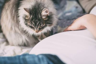 В России готовят вакцину от аллергии на кошек и пыльцу