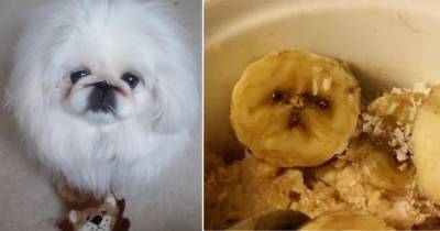 Хозяйка нашла двойника своей собаки в еде и рассмешила Сеть