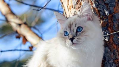 Ученый Валента раскрыл сроки начала вакцинации людей от аллергии на кошек