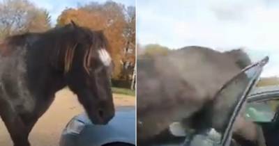 Эпичное нападение пони на автомобиль попало на видео