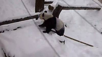 Зимние забавы: Панда прокатилась с горки в московском зоопарке.