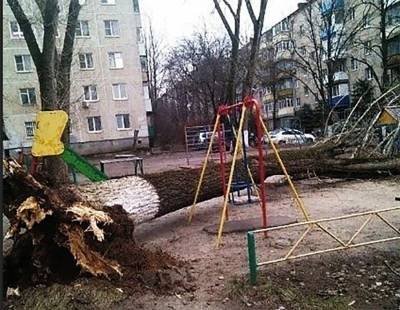 Большое дерево рухнуло на детскую площадку в Ростове