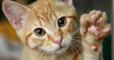 В России предложили делать прививки от аллергии на кошек