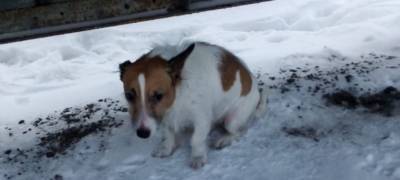 В районе Карелии собака целый день прождала на остановке своего хозяина и чуть не замерзла от холода (ФОТО)