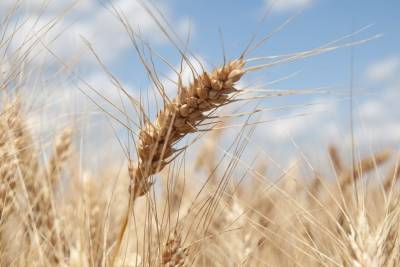 За месяц Тамбовская область экспортировала более 30 тысяч тонн зерна