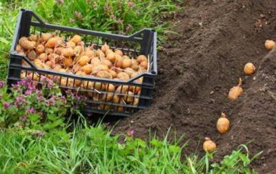 Как получить хороший урожай картофеля, используя проверенные способы его посадки
