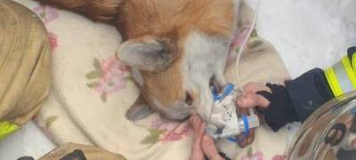 Спасатели в Карелии вернули к жизни собаку, пострадавшую на пожаре (ФОТО)