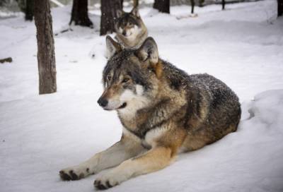 Видео: в Большой Пустомерже заметили следы волков и кровь собаки на снегу