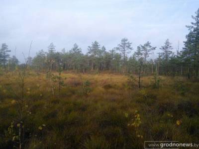 “White Moss": healing sphagnum, the secrets of the raised bog and the abode of the Old Believers - grodnonews.by - Belarus