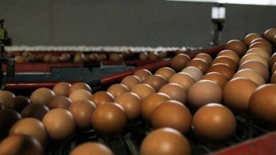 Производство яиц стало наиболее убыточным в животноводстве Украины