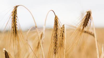 Аграрии призвали Мишустина отменить повышение вывозных пошлин на зерно