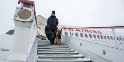 Идут на запах. Как работают служебные собаки, которые ищут взрывчатку в аэропорту Борисполь