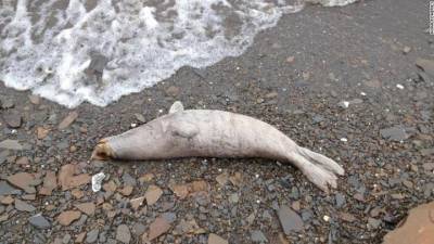 Почему массово гибнут тюлени