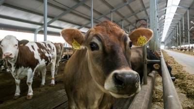 Украина терпит убытки в сфере животноводства