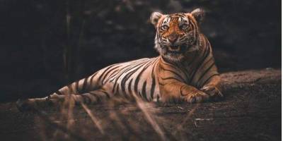 Тигры сбежали из зоопарка, убив владельца, страуса и обезьяну. После масштабной охоты одно животное застрелили