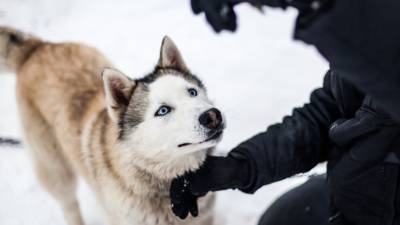 На Аляске из-за пандемии изменили формат гонок на собачьих упряжках