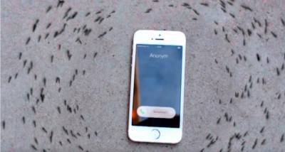 Стало известно, почему муравьи ходят кругами вокруг звонящего iPhone