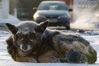 В Иванове на вылов бродячих собак израсходуют более четырех миллионов рублей