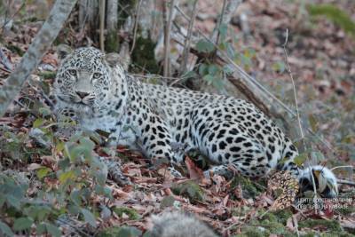 В сочинском Центре восстановления леопарда планируют новое потомство