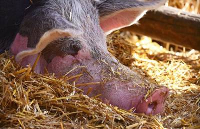 Производитель: Рынок свиноводства Украины серьезно очистится