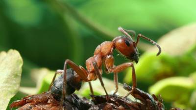 Ученые из США выяснили, что заставляет муравьев ходить вокруг звонящего телефона