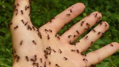 Ученые из США объяснили, почему муравьи водят хороводы вокруг звонящего телефона