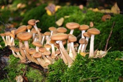 В лесах Херсонской области установили плату за сбор грибов и ягод