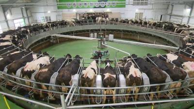 Три тысячи тонн молока за сутки: новый рекорд "Эконивы"
