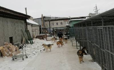Зимовье зверей. Кто и как помогает животным в Ульяновске