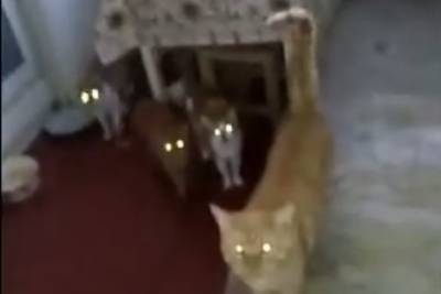 Рязанец угрожает сбросить оставшихся от матери 9 кошек с 16-го этажа