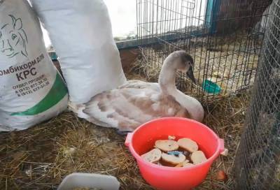 В «Приюте Белоснежки» выхаживают молодого лебедя-шипуна