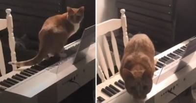 Блогера испугали жуткие звуки дома, но это оказался кот на синтезаторе