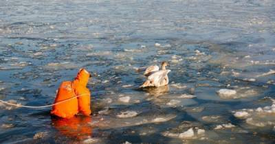 В Светлом спасли замерзавших на воде лебедей (фото)