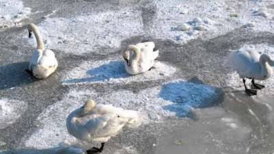 Калининградцы спасли лебедей от смерти в "ледяных оковах"
