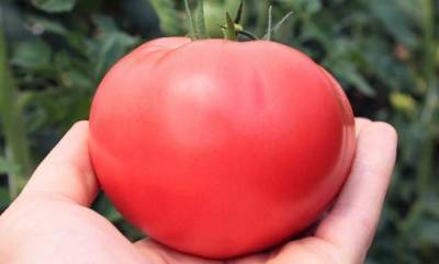Описание сорта томатов Король огорода селекции СП «Союз»