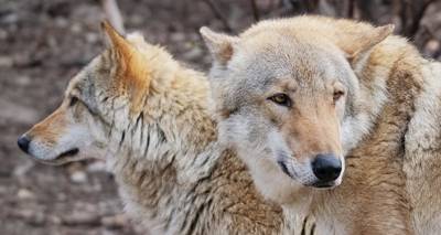 Во Франции застрелили волков, подаренных Рижским зоопарком