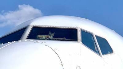 Из-за кошки самолет "Эль-Аль" отправлен на ремонт: ущерб на тысячи шекелей