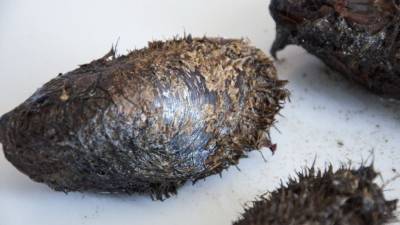 Ученые из Японии нашли приученных к самообороне моллюсков