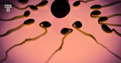 Сперматозоиды мышей могут отравлять своих «конкурентов», чтобы те не добрались до яйцеклетки. Но не все так просто
