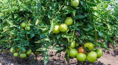 Выращивание помидор по методу Маслова: в чем его секрет