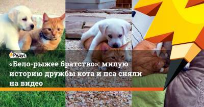 «Бело-рыжее братство»: милую историю дружбы кота и пса сняли на видео
