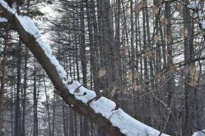 В Башкирии пропавших на снегоходах туристов нашли в охотничьем домике в лесу