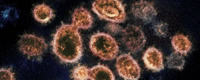 Ученые рассказали о «конфликте» вирусов гриппа и COVID-19