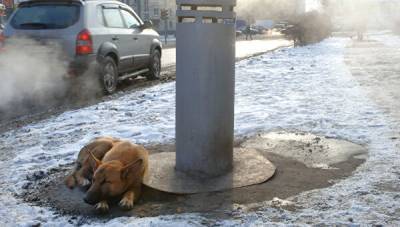 В Удмуртии участились случаи отравления собак